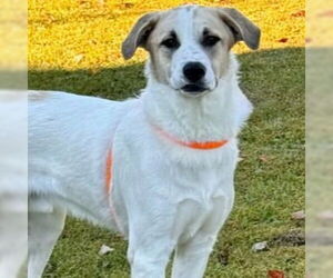 Great Pyrenees-Unknown Mix Dogs for adoption in Canton, CT, USA