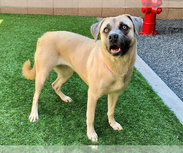Medium Photo #1 Mutt Puppy For Sale in Moreno Valley, CA, USA