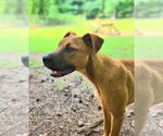 Small #1 Black Mouth Cur-Boxer Mix