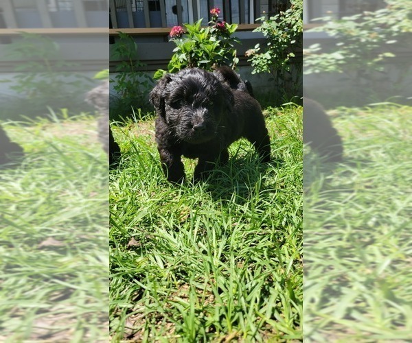 Medium Photo #3 Aussiedoodle Puppy For Sale in CONWAY, SC, USA