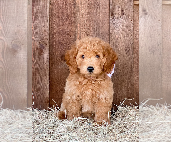 Medium Photo #1 Goldendoodle (Miniature) Puppy For Sale in LITTLE ROCK, AR, USA