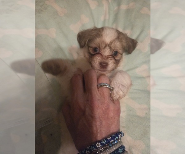 Medium Photo #25 Maltipom-Pomeranian Mix Puppy For Sale in HUDSON, MA, USA