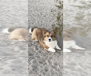 Father of the American Corgi puppies born on 02/27/2025