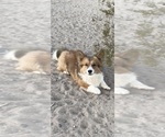 Small Photo #1 American Corgi Puppy For Sale in SANDY VALLEY, NV, USA
