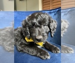 Small Photo #15 Golden Mountain Doodle  Puppy For Sale in AUBURNDALE, FL, USA