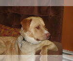 Small #14 Labrador Retriever Mix