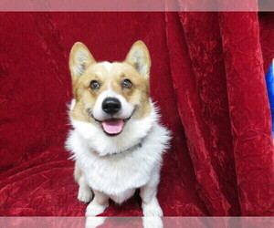 Father of the Pembroke Welsh Corgi puppies born on 04/20/2021