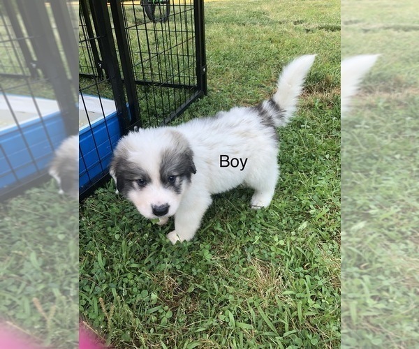 Medium Photo #1 Great Pyrenees Puppy For Sale in POWHATAN, VA, USA