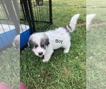 Small Photo #1 Great Pyrenees Puppy For Sale in POWHATAN, VA, USA