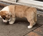 Small Photo #45 Welsh Cardigan Corgi Puppy For Sale in SUN PRAIRIE, WI, USA