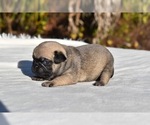 Small #4 Pug