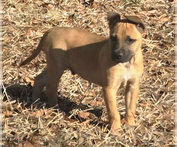 Medium Photo #2 Black Mouth Cur-Labrador Retriever Mix Puppy For Sale in Brewster, NY, USA