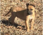 Small #1 Black Mouth Cur-Labrador Retriever Mix