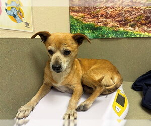 Chihuahua-Unknown Mix Dogs for adoption in Moreno Valley, CA, USA