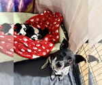 Small #2 Miniature Pinscher