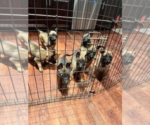 Belgian Malinois Puppy for Sale in HOUSTON, Texas USA
