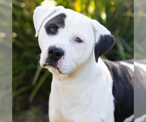 Medium Photo #2 Mutt Puppy For Sale in Camarillo, CA, USA