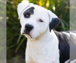 Small #1 Mutt