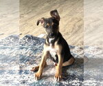 Small #3 Mutt