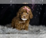 Small Photo #19 Poodle (Toy) Puppy For Sale in WARSAW, IN, USA