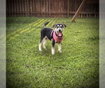 Small #2 German Shepherd Dog