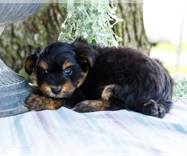 Medium Photo #18 Yoranian Puppy For Sale in WAKARUSA, IN, USA