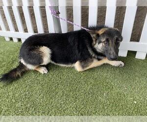 German Shepherd Dog-Unknown Mix Dogs for adoption in Modesto, CA, USA