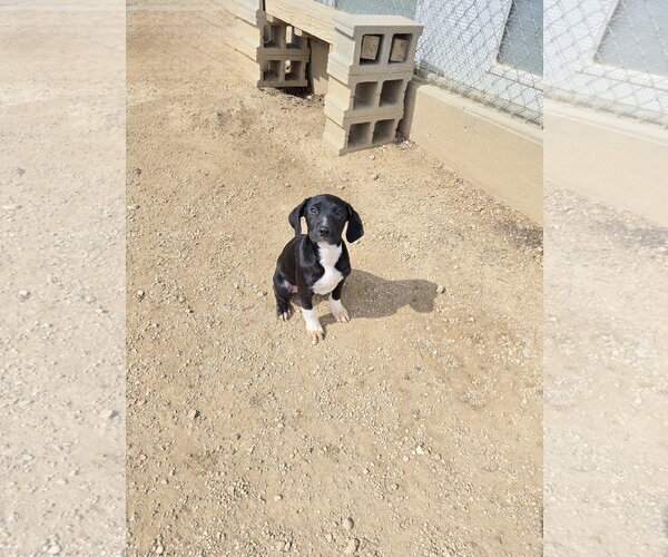 Medium Photo #1 Boxer-Unknown Mix Puppy For Sale in Maquoketa, IA, USA