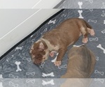 Small #30 American Bully