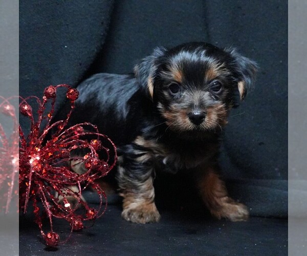 Medium Photo #6 Yorkshire Terrier Puppy For Sale in ROCK VALLEY, IA, USA
