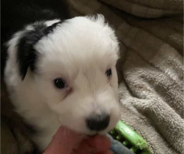 Medium Photo #13 Miniature American Shepherd Puppy For Sale in PLACERVILLE, CA, USA