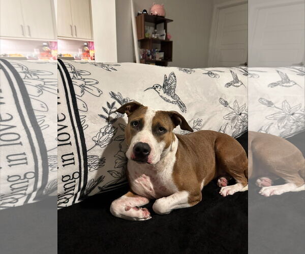 Medium Photo #2 Mutt Puppy For Sale in Miami, FL, USA