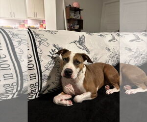 COURTESY POST: Tsuki - Female Mutt Dog for Adoption - Photo #2