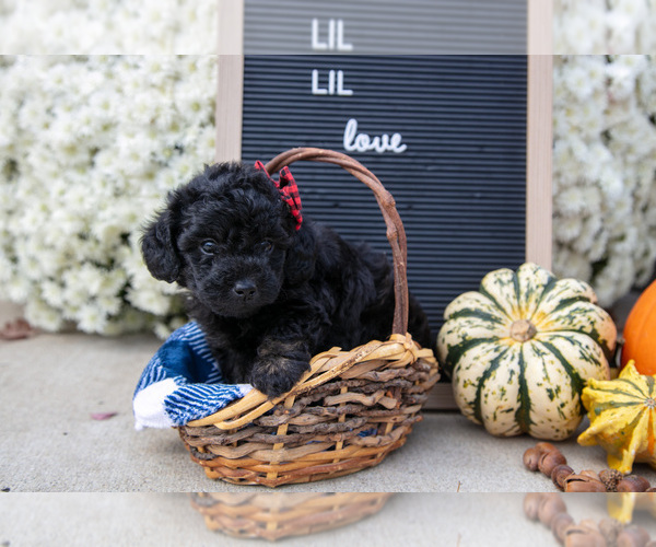 Medium Photo #1 Miniature Labradoodle Puppy For Sale in SHIPSHEWANA, IN, USA