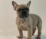 Puppy 2 French Bulldog