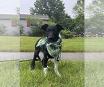 Small #3 Border Collie-Jack Russell Terrier Mix