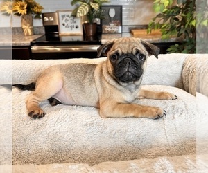 Pug Puppy for sale in GREENWOOD, IN, USA