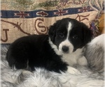 Puppy 2 Australian Shepherd