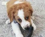 Small Photo #8 Miniature Bernedoodle-Poodle (Toy) Mix Puppy For Sale in HERRIMAN, UT, USA