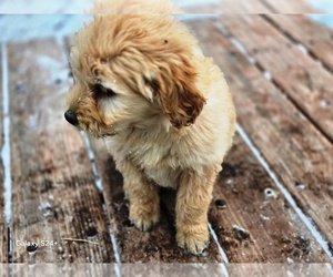 Goldendoodle Puppy for sale in LEON, KS, USA
