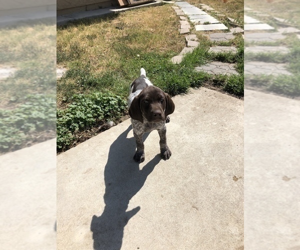 Medium Photo #6 German Shorthaired Pointer Puppy For Sale in CORONA, CA, USA
