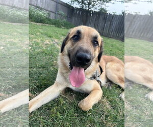 Anatolian Pyrenees Dogs for adoption in McKinney, TX, USA