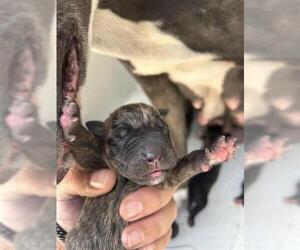 American Pit Bull Terrier-Unknown Mix Dogs for adoption in Houston, TX, USA