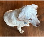Small #8 Beagle