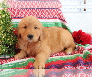 Golden Retriever Puppy for sale in SHILOH, OH, USA