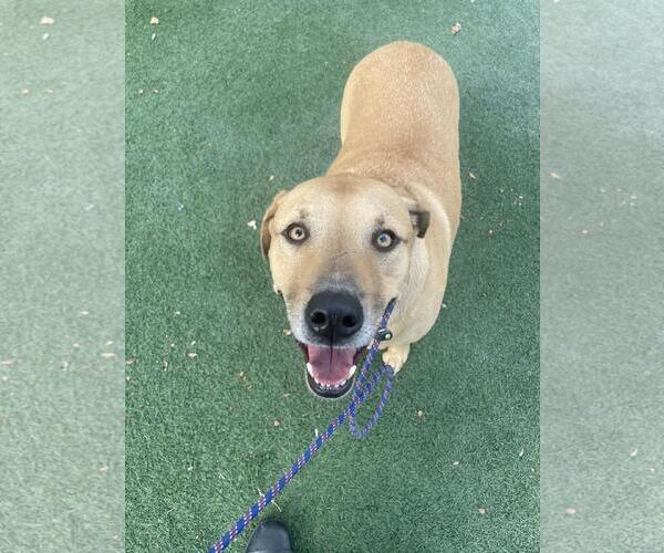 Medium Photo #6 Labrador Retriever-Unknown Mix Puppy For Sale in Rockwall, TX, USA