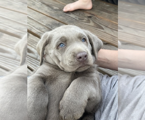Medium Photo #5 Labrador Retriever Puppy For Sale in KNOXVILLE, GA, USA