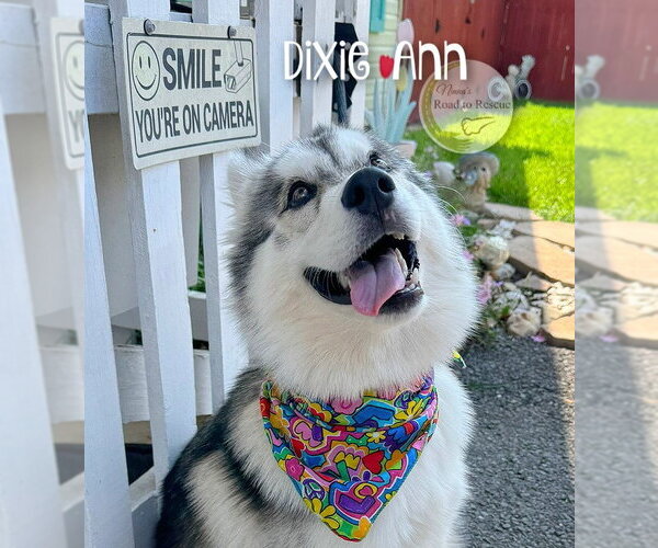Medium Photo #4 Pomsky Puppy For Sale in Benton, LA, USA