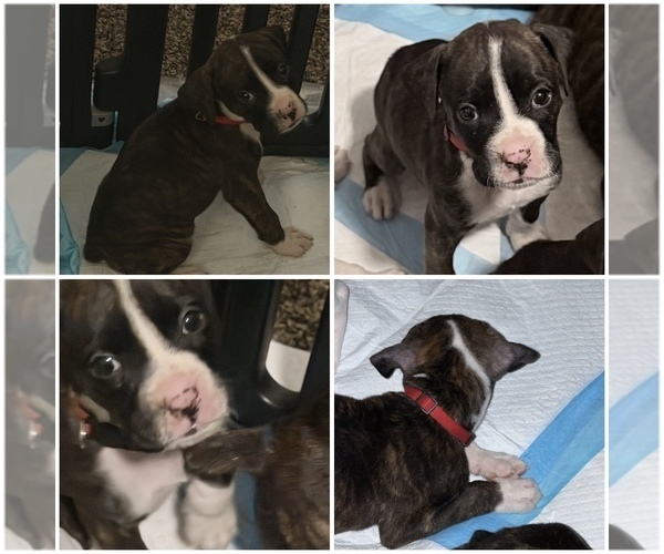 Medium Photo #7 Boxer Puppy For Sale in DISPUTANTA, VA, USA