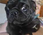 Small #3 Pug